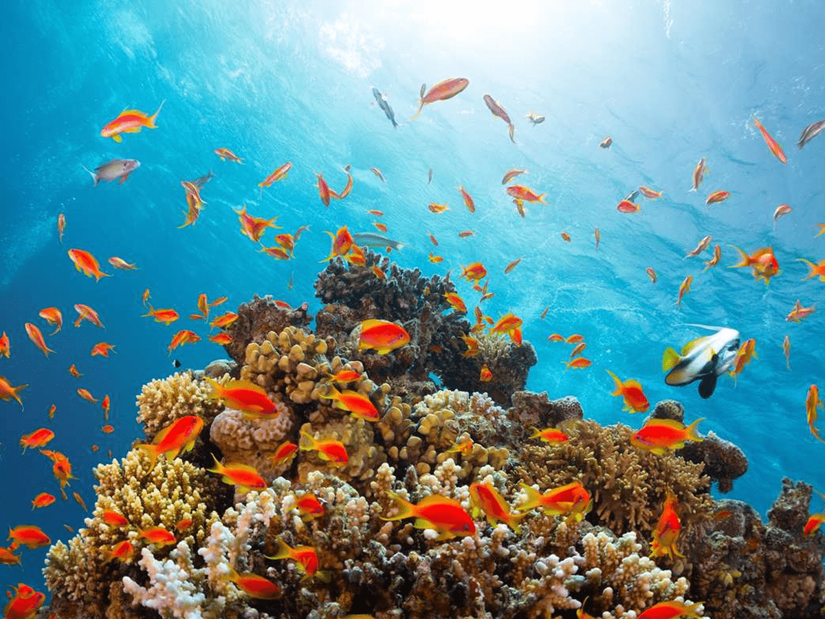 Let The Sea Set You Free – Hurghada - Gallery Image 4